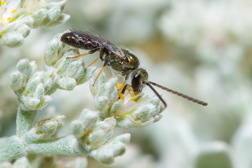 Lasioglossum loetum