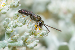 Lasioglossum loetum