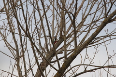 Dendrocopos major hispanus