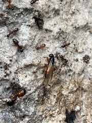 Camponotus sansabeanus
