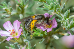 Lasioglossum viride