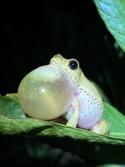 Hyperolius marginatus