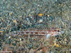 Gobius gasteveni
