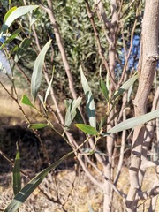Acacia retinodes