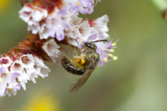 Lasioglossum loetum