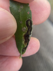 Phytomyza vomitoriae