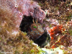 Parablennius goreensis