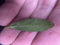 Phytomyza vomitoriae