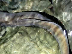 Anguilla dieffenbachii