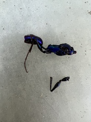 Sphecidae