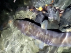 Anguilla dieffenbachii