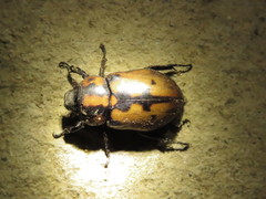 Cyclocephala mafaffa