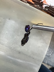 Sphecidae
