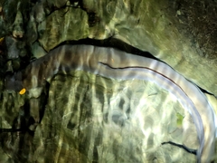 Anguilla dieffenbachii