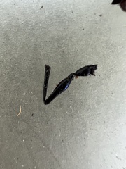 Sphecidae