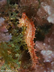 Hippocampus hippocampus