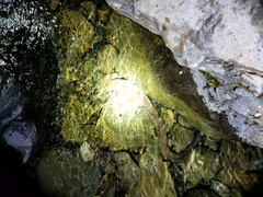 Anguilla dieffenbachii