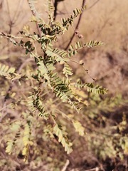 Eysenhardtia polystachya