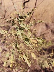 Eysenhardtia polystachya