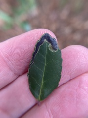 Phytomyza vomitoriae