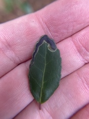 Phytomyza vomitoriae