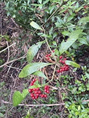 Psychotria tenuifolia