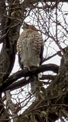 Accipiter cooperii