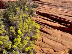 Eriogonum corymbosum