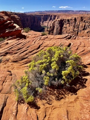 Eriogonum corymbosum