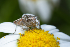 Oxyopes kraepelinorum