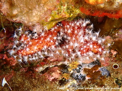 Alcyonium acaule