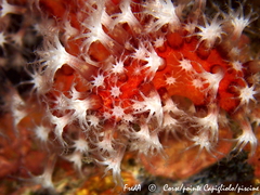 Alcyonium acaule