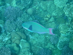 Cetoscarus bicolor
