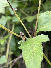 Palpada pusilla