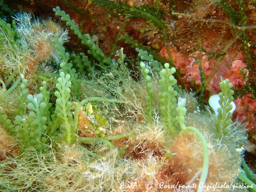 Caulerpa cylindracea