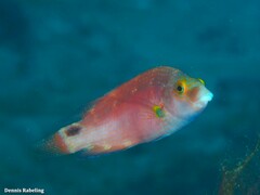 Symphodus mediterraneus
