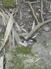 Drymobius margaritiferus