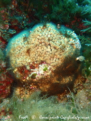 Cladocora caespitosa