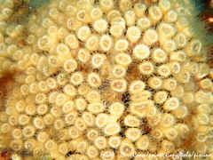 Cladocora caespitosa