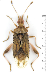 Harmostes fraterculus