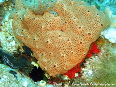 Hemimycale columella