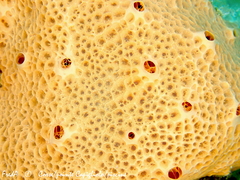 Hemimycale columella