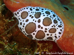 Peltodoris atromaculata