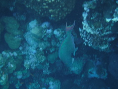 Cetoscarus bicolor