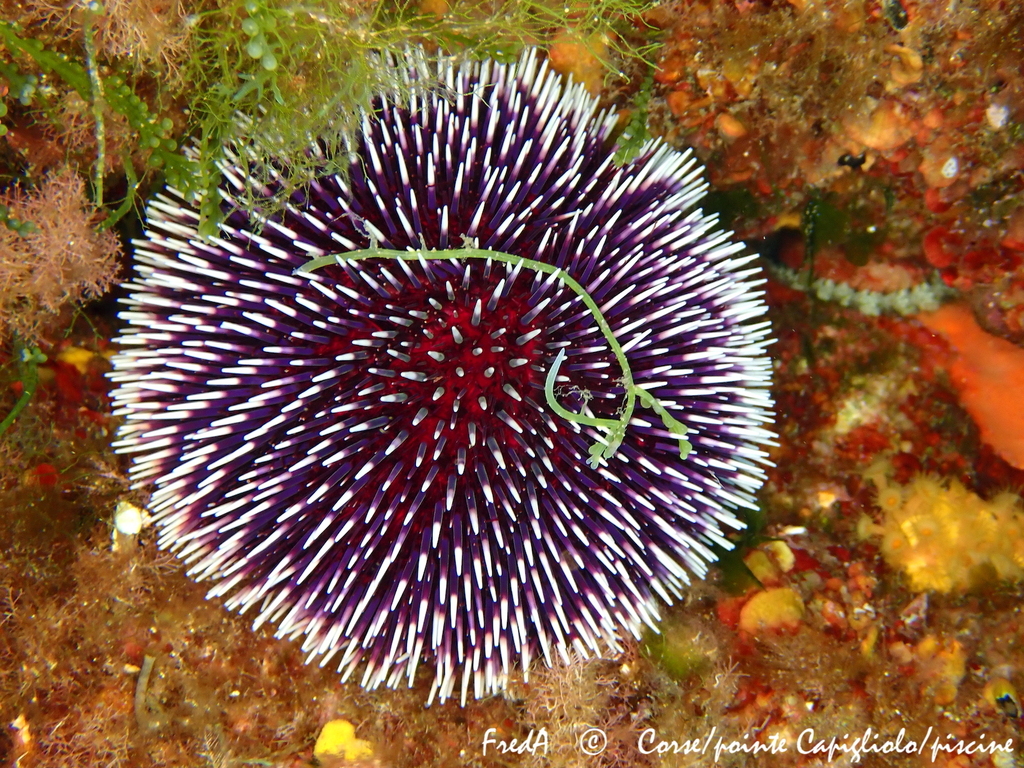 Violet Sea Urchin, photo 1 of 10