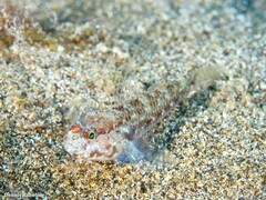 Vanneaugobius canariensis