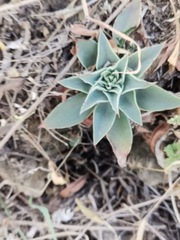 Echeveria