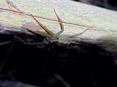 Dolomedes dondalei