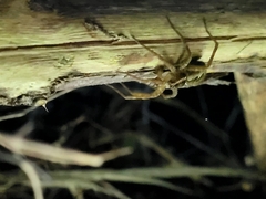 Dolomedes dondalei