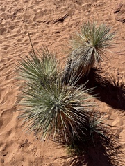 Yucca angustissima kanabensis